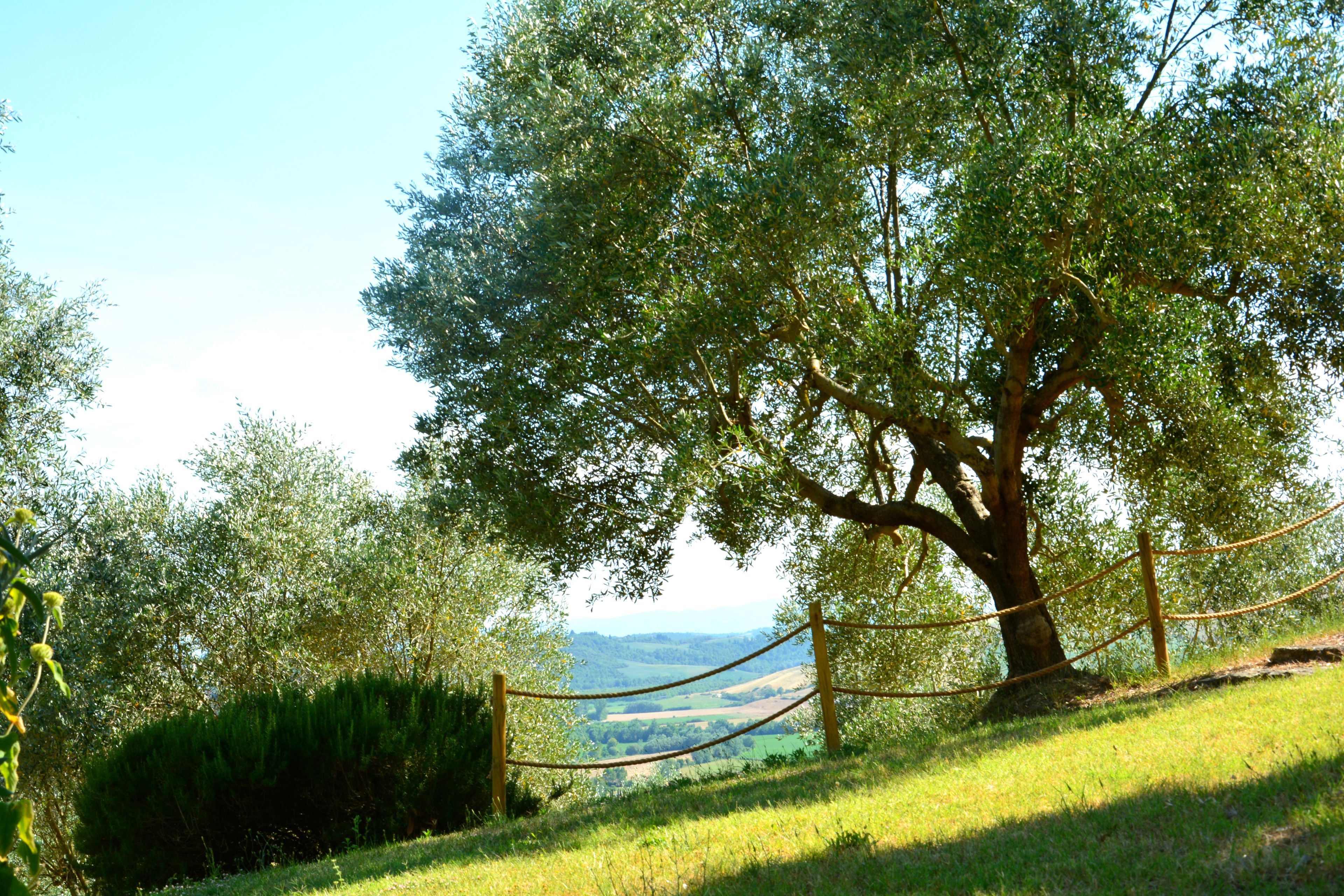 A large tree with a rope barrier in a grassy area.
