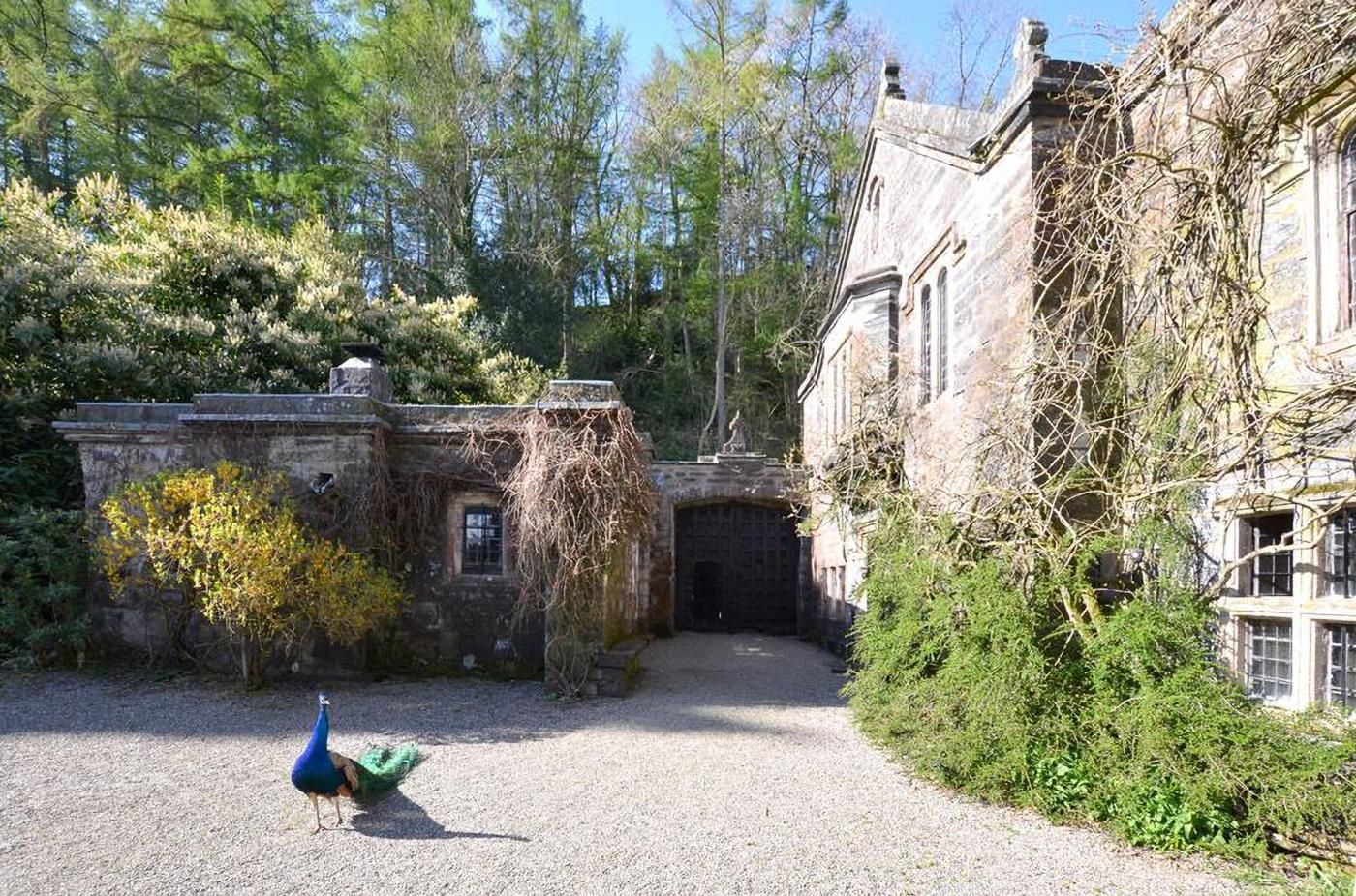 A peacock walking on a gravel path in a garden area with stone buildings and trees.