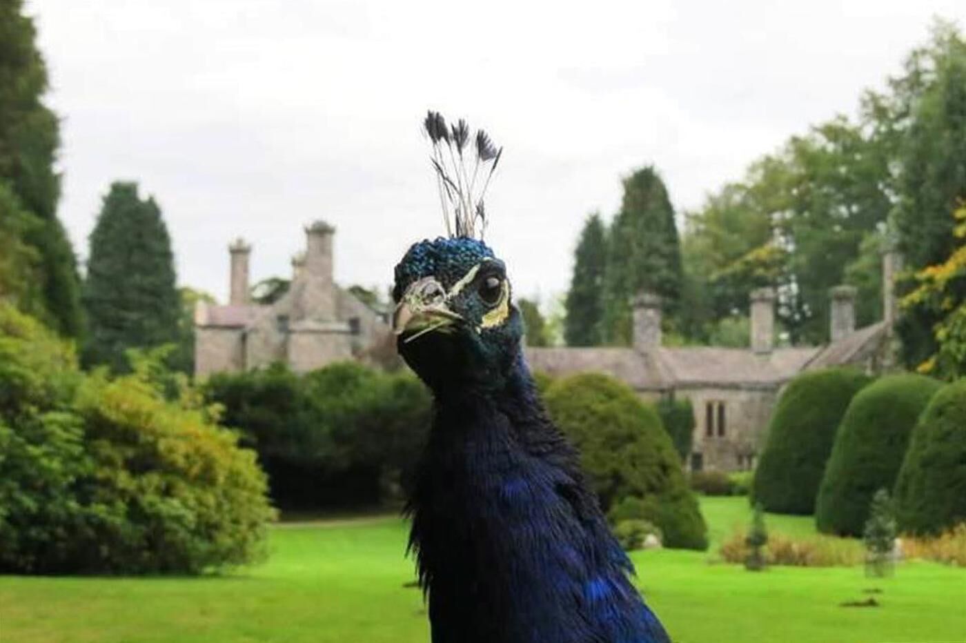 A peacock in a garden with a building in the background.