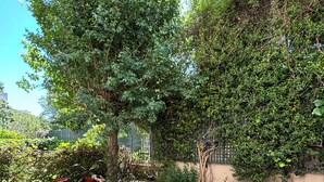 Een tuin met bomen, planten in potten en een grindpad.