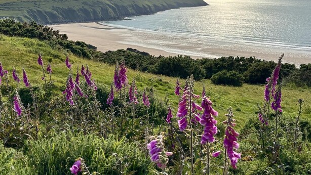 Eine Küstenlandschaft mit einer grasbewachsenen Vordergrundebene, einem Sandstrand und einer Klippe.