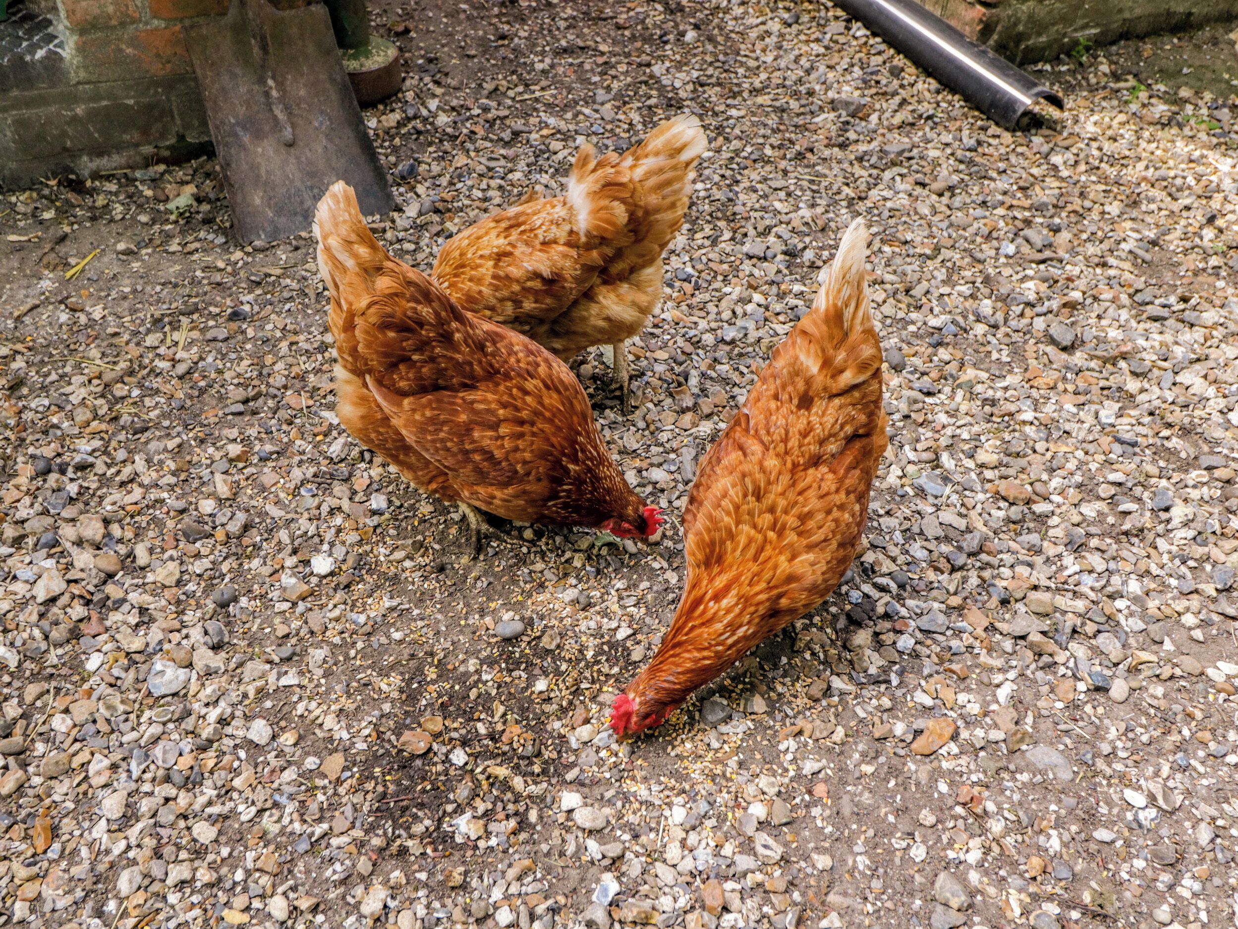 Three chickens on a gravel surface.