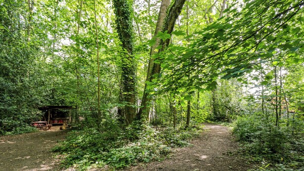 Ein bewaldetes Gebiet mit einem Feldweg und einer kleinen Holzhütte.