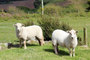 Miscellaneous - 3 Bed in Gower (oc-hh48) (Pilton Rhossili)