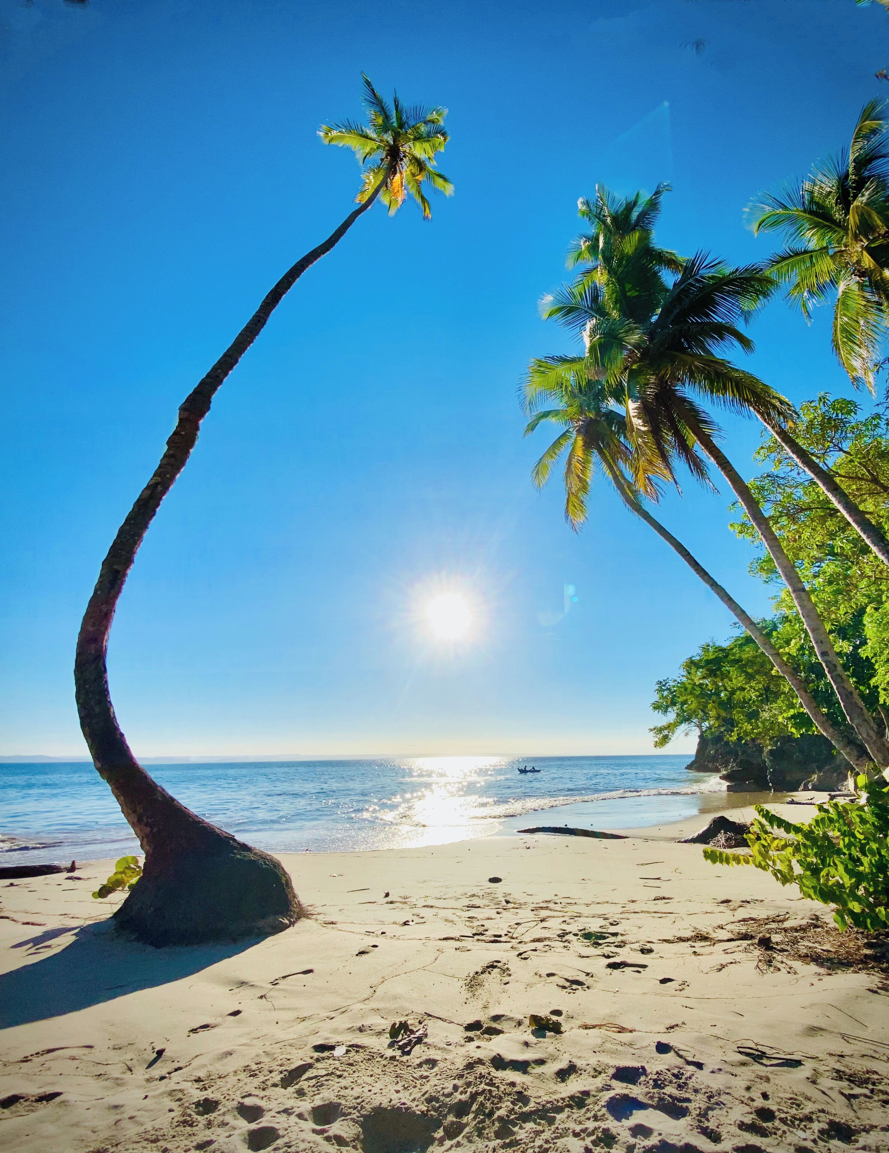 A beach with palm trees, clear sky, and the ocean.