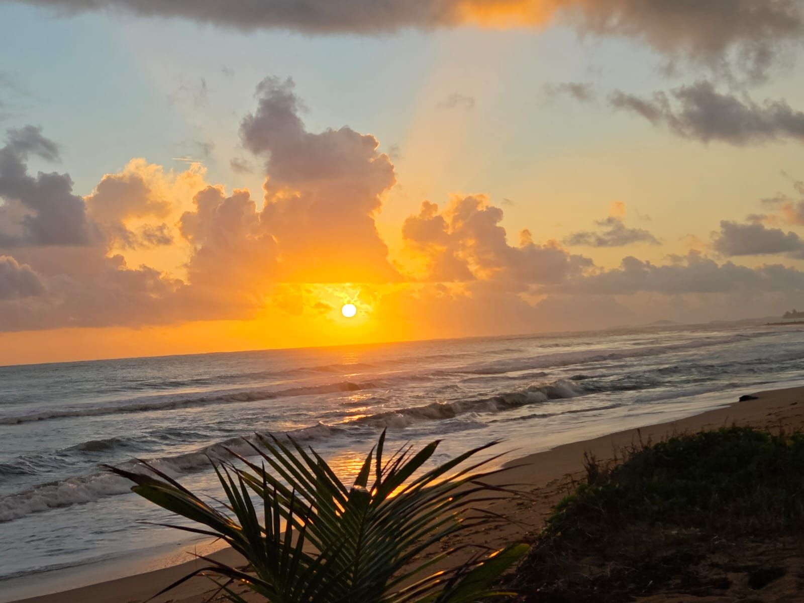 A sunset over the ocean with waves, a beach, and a palm tree in the foreground.
