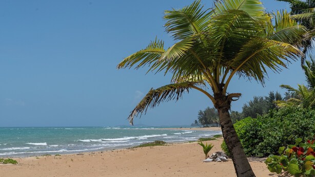 Ein Strand mit einer Palme, sandigem Ufer und dem Ozean.