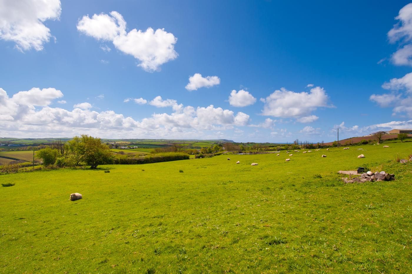 A green field with sheep and a tree.
