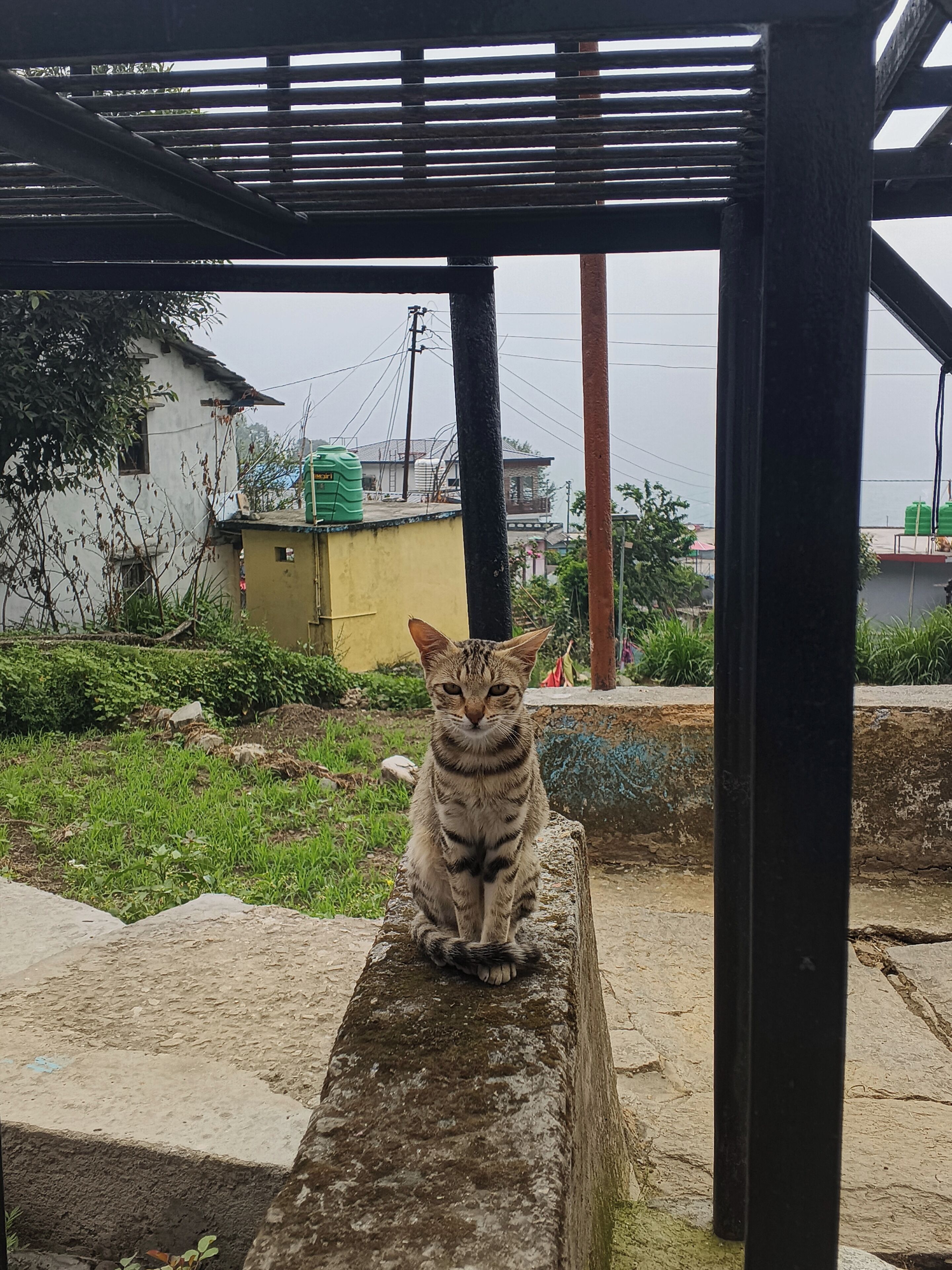 Un chat est assis sur une corniche en pierre, sous une structure en bois.