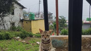 Un chat est assis sur une corniche en pierre, sous une structure en bois.