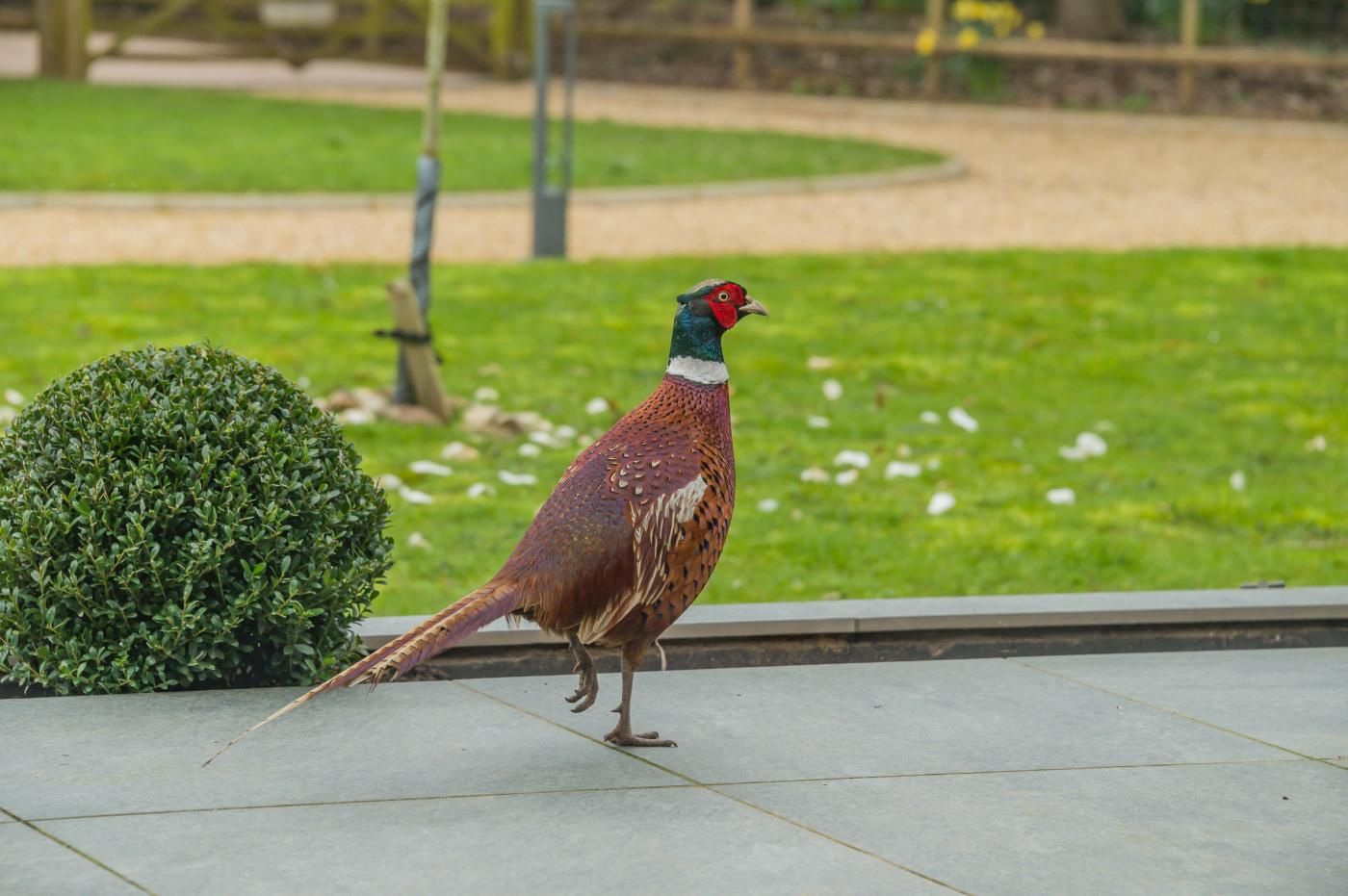 A pheasant standing on a paved surface with a green hedge and a grassy area in the background.