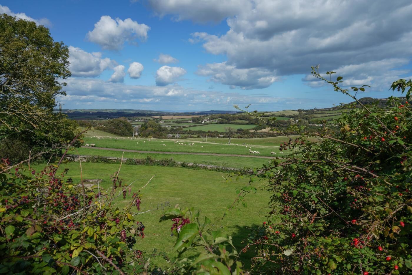 A rural landscape with green fields, scattered trees, and a clear sky.