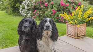 Zwei Hunde sitzen auf einer Terrasse, im Hintergrund ein Garten mit Blumen.