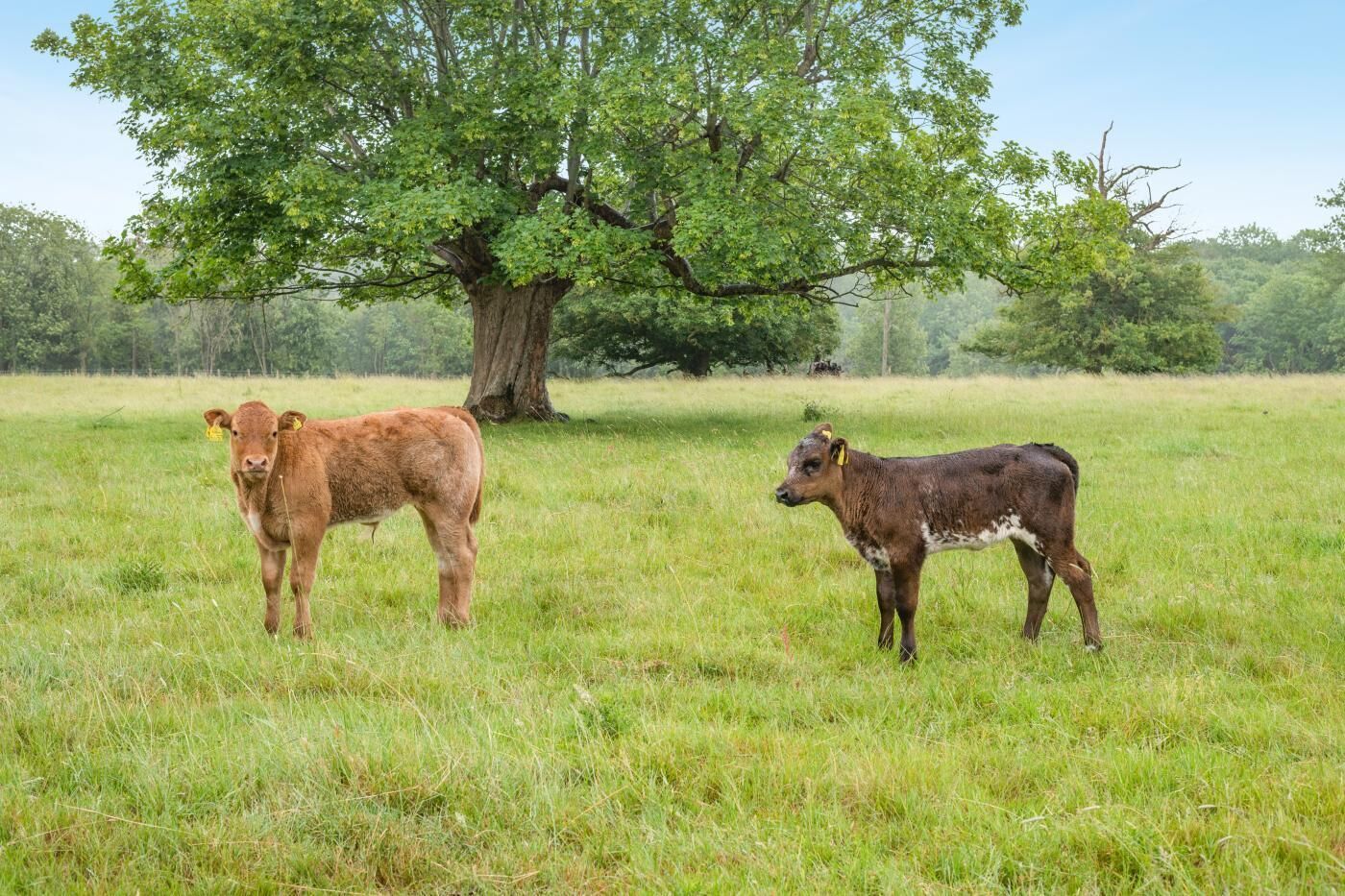 Twee kalfjes in een grasveld met een grote boom op de achtergrond.