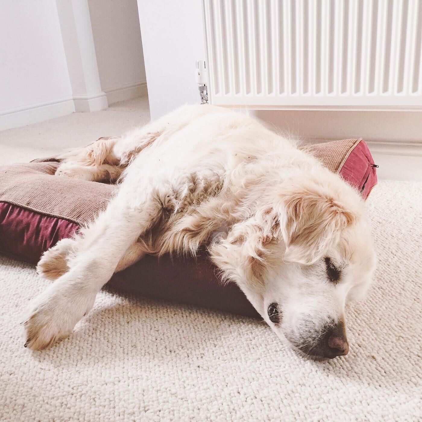 Ein Hund liegt auf einem Teppichboden mit einem Kissen.