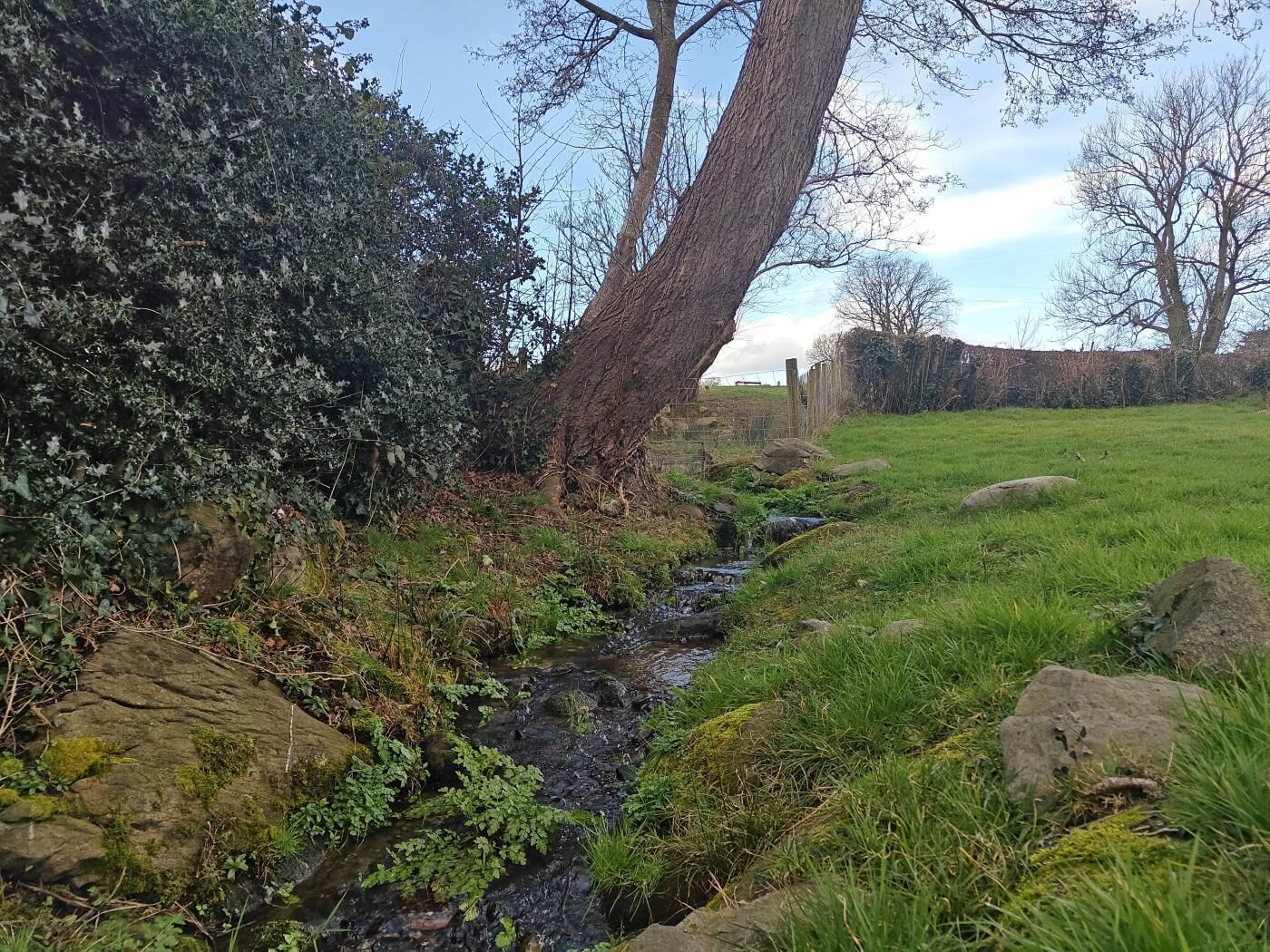 Un paysage naturel avec un ruisseau, des arbres et un champ d’herbe.