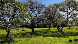 Eine grüne Wiese mit Bäumen und blauem Himmel.