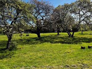 Overnattingsstedets uteområder