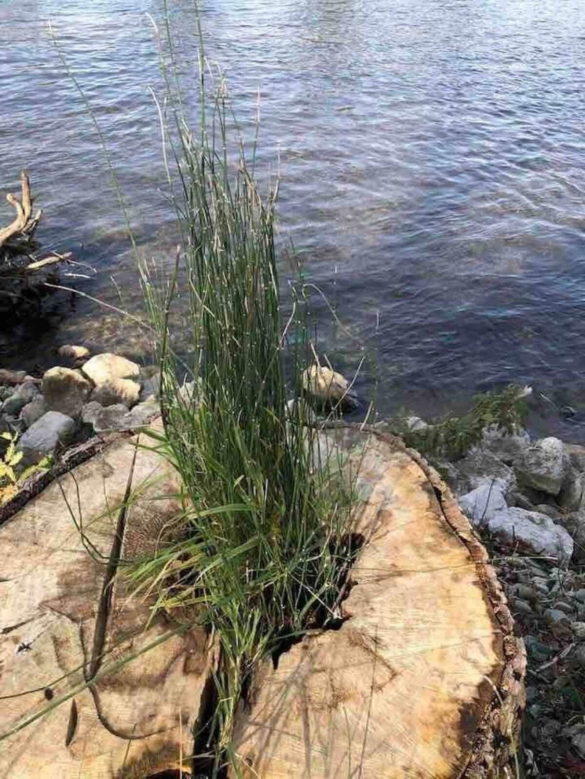 Une bûche recouverte d’herbe, près d’une étendue d’eau.