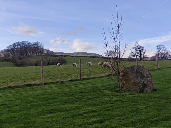 A rural landscape with a fenced field, a large rock, and a line of trees in the background.