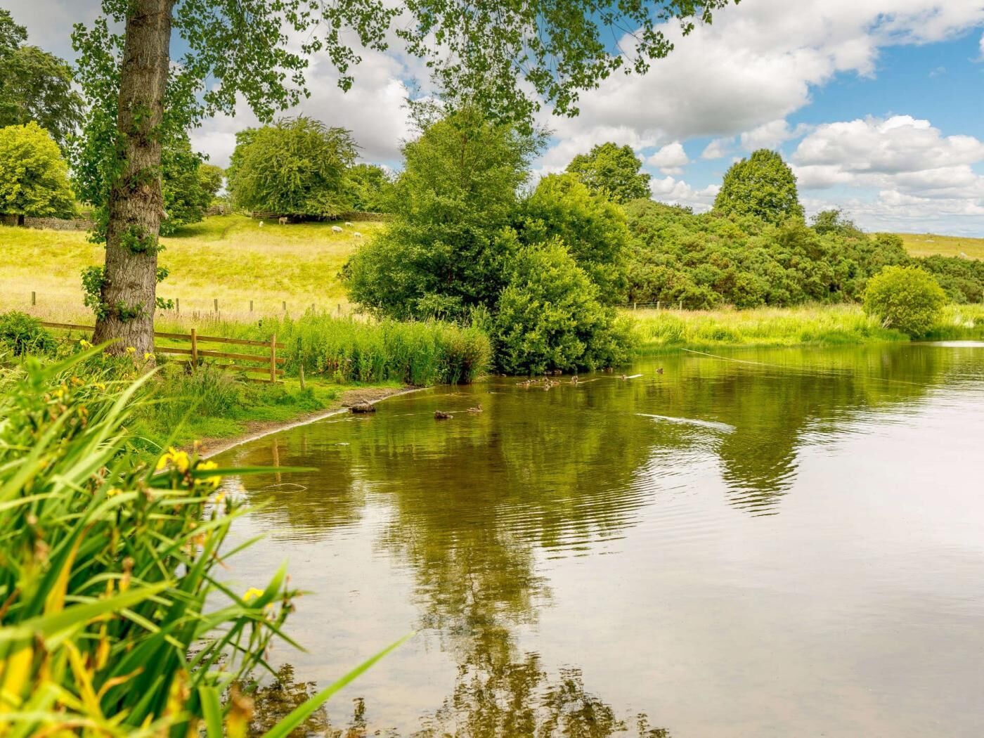 Une rivière paisible, bordée d’arbres et d’une clôture en bois.