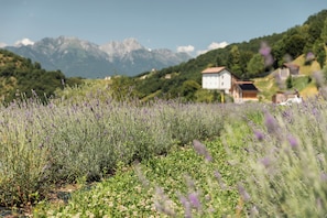 Um campo de lavanda com montanhas ao fundo e um edifício branco distante.