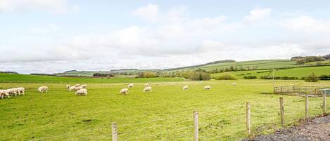 A rural landscape with a fenced field and sheep grazing.