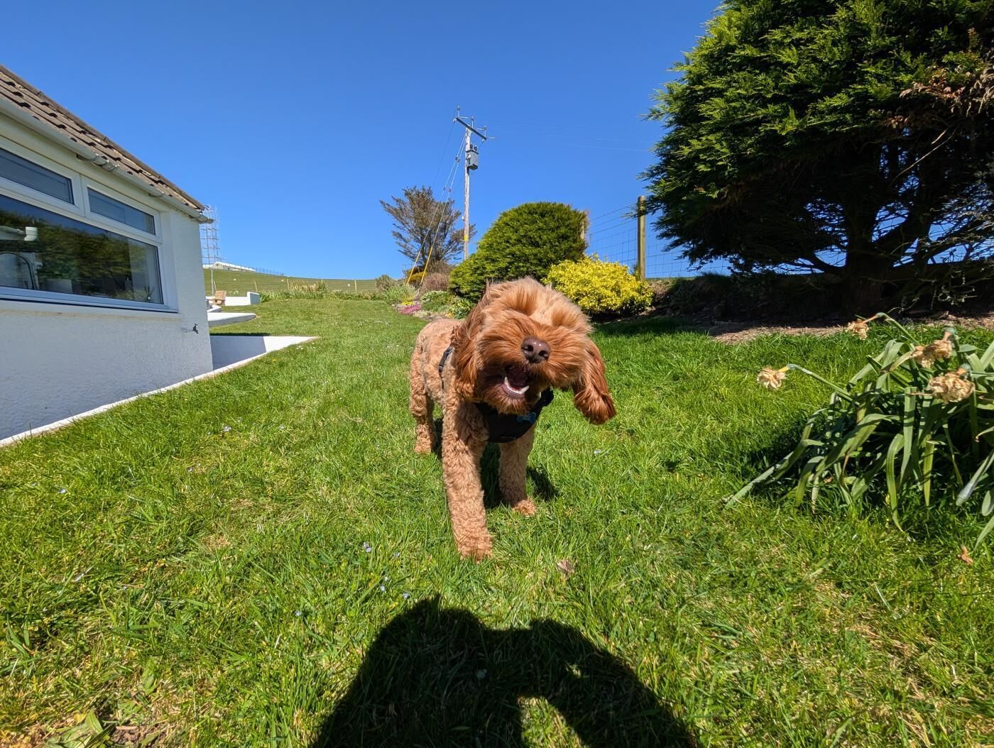 A dog walking on a grassy lawn with a house in the background.