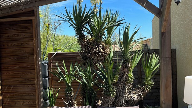 Une pergola en bois avec un lit et des coussins, entourée de plantes et sous un ciel bleu clair.