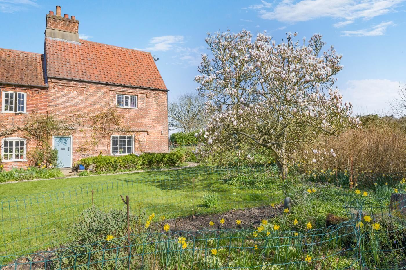 A brick house with a tiled roof, a garden with daffodils, and a tree with white blossoms.