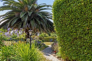Ein Gartenweg mit einer Palme, verschiedenen Pflanzen und einem ordentlich geschnittenen Heckenstreifen.