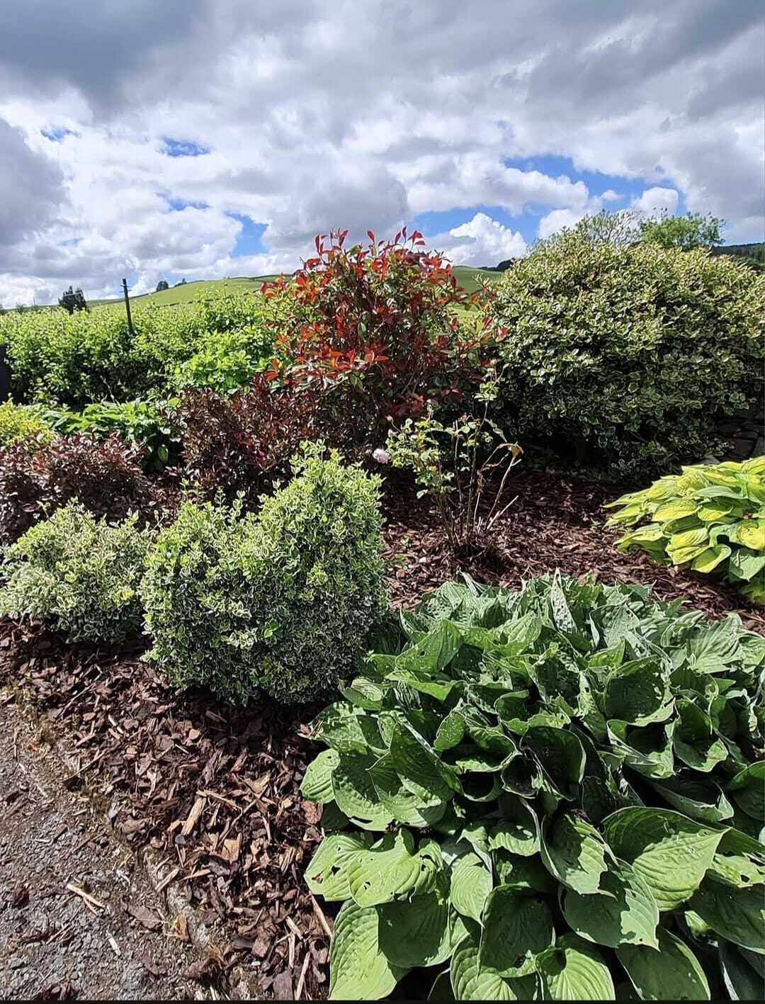 A garden with various plants and shrubs, a clear sky, and a hilly landscape in the background.