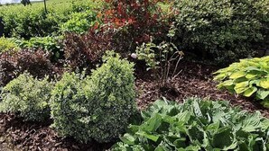 Ein Garten mit verschiedenen Pflanzen und Sträuchern, ein klarer Himmel und eine hügelige Landschaft im Hintergrund.