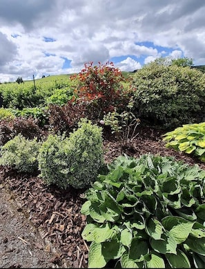 Ein Garten mit verschiedenen Pflanzen und Sträuchern, ein klarer Himmel und eine hügelige Landschaft im Hintergrund.