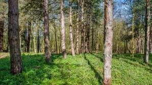 Un bosque con árboles altos y el suelo cubierto de follaje verde.