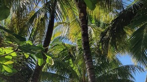 Ein Strand mit Palmen, einem Liegestuhl und einem großen Pflanzgefäß.