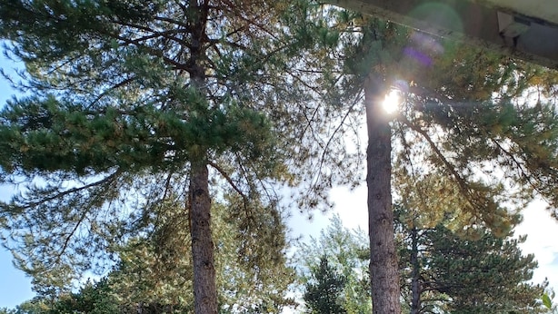A grassy area with tall trees and a clear sky. - Belle Dune Apartment: Between the Lake, the Sea, and the Pine Forest (Fort Mahon)