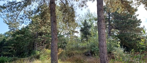 Terrain de l’hébergement