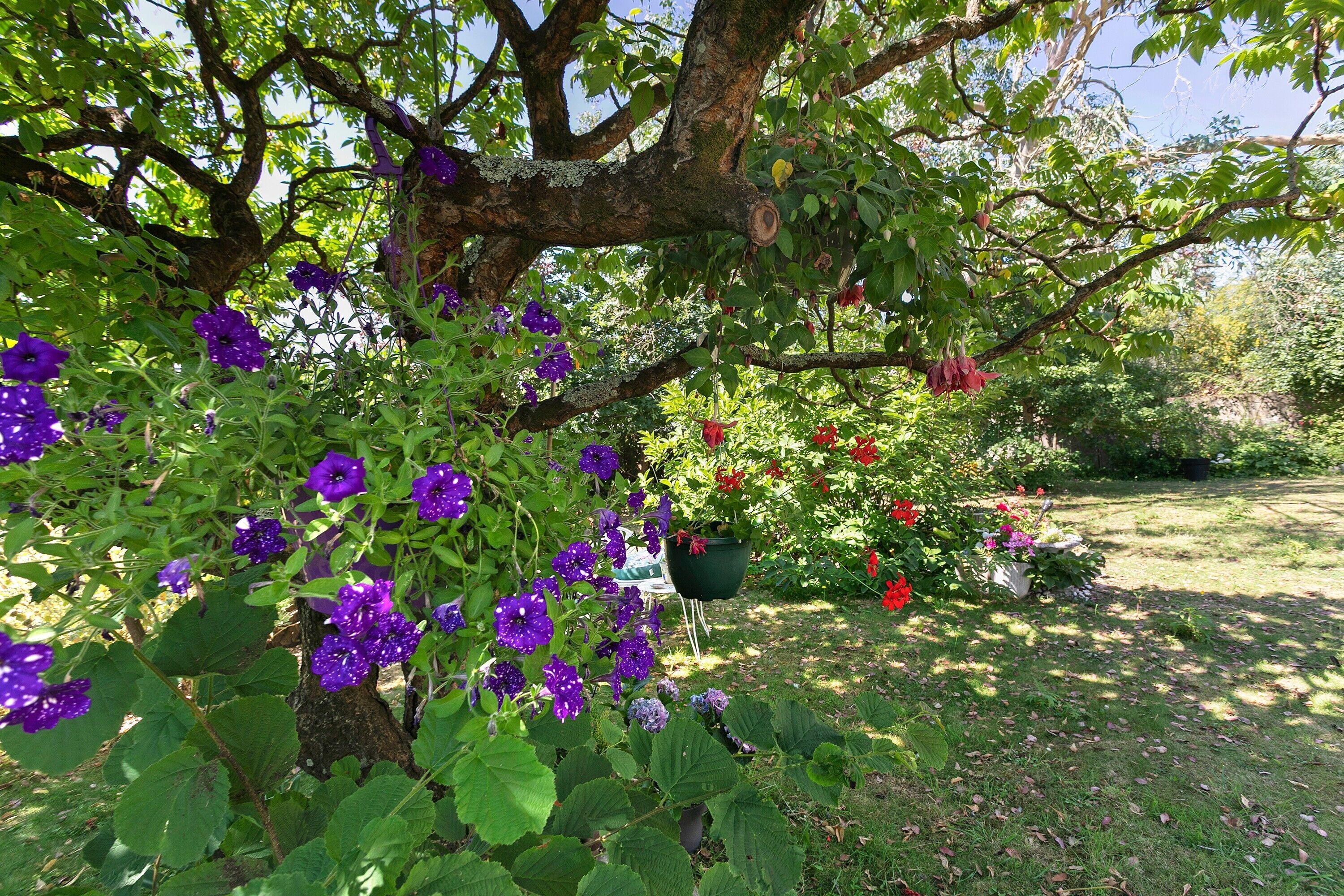 Un jardin avec un arbre, des fleurs violettes et des fleurs rouges.