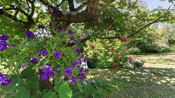 Un jardin avec un arbre, des fleurs violettes et des fleurs rouges.
