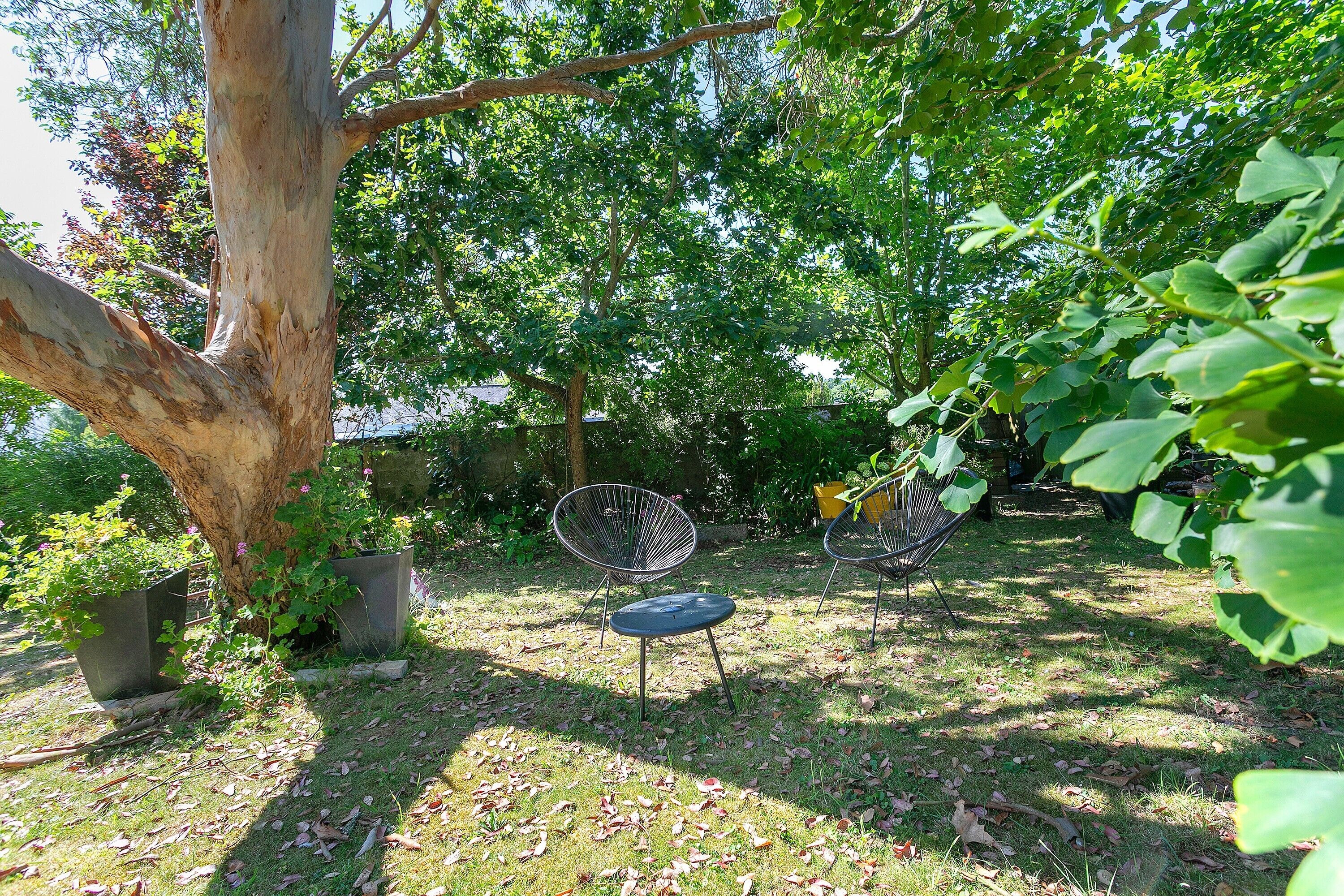A tree with a bench and a chair in a garden area.