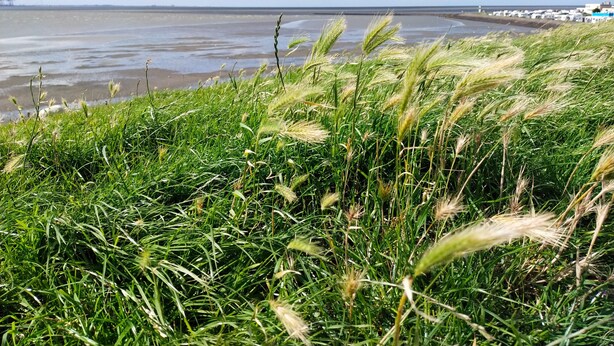A coastal landscape with grass in the foreground and a beach in the background.