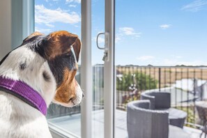 A dog looking out a window with a view of a fenced outdoor area.