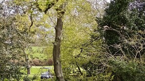 Un paysage rural avec un arbre, une clôture et un véhicule au loin.