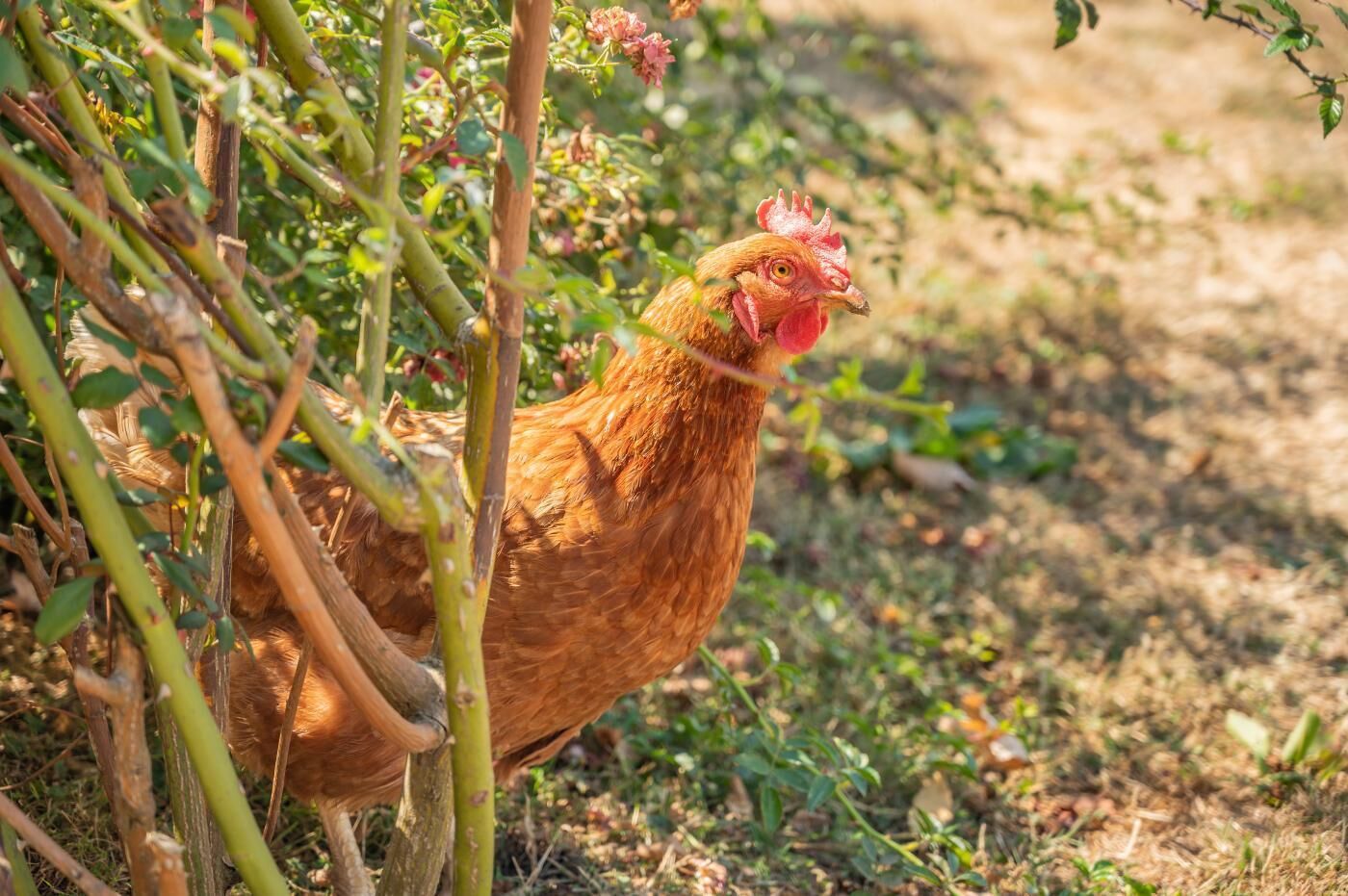 Ein Huhn in einer natürlichen Umgebung mit Vegetation und einem Boden, bedeckt mit trockenem Gras.