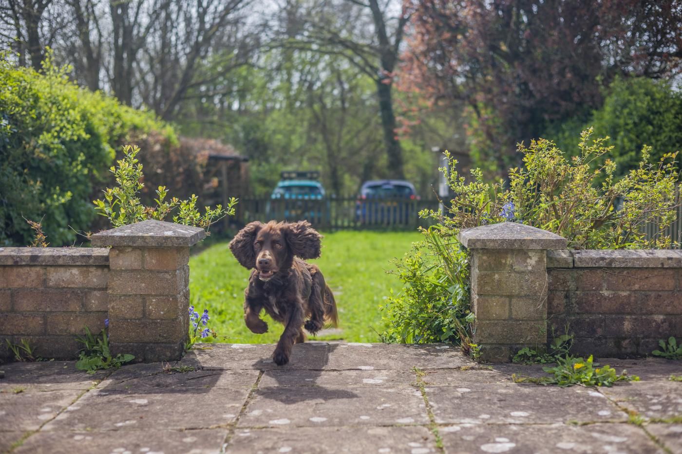 A dog running towards a stone gate in a garden.