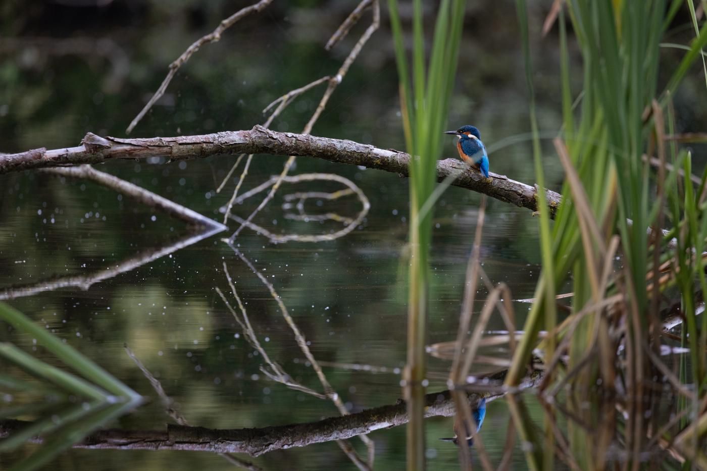 Un oiseau perché sur une branche, dans un environnement naturel.