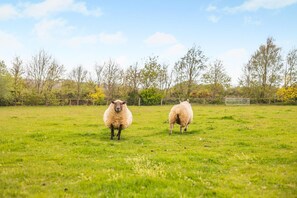 Two sheep in a grassy field with trees in the background. - 1 Bed in Harris Mill (oc-l42584) (Redruth)