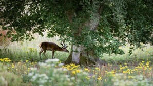 Een hert in een natuurlijke omgeving, met bomen en wilde bloemen.