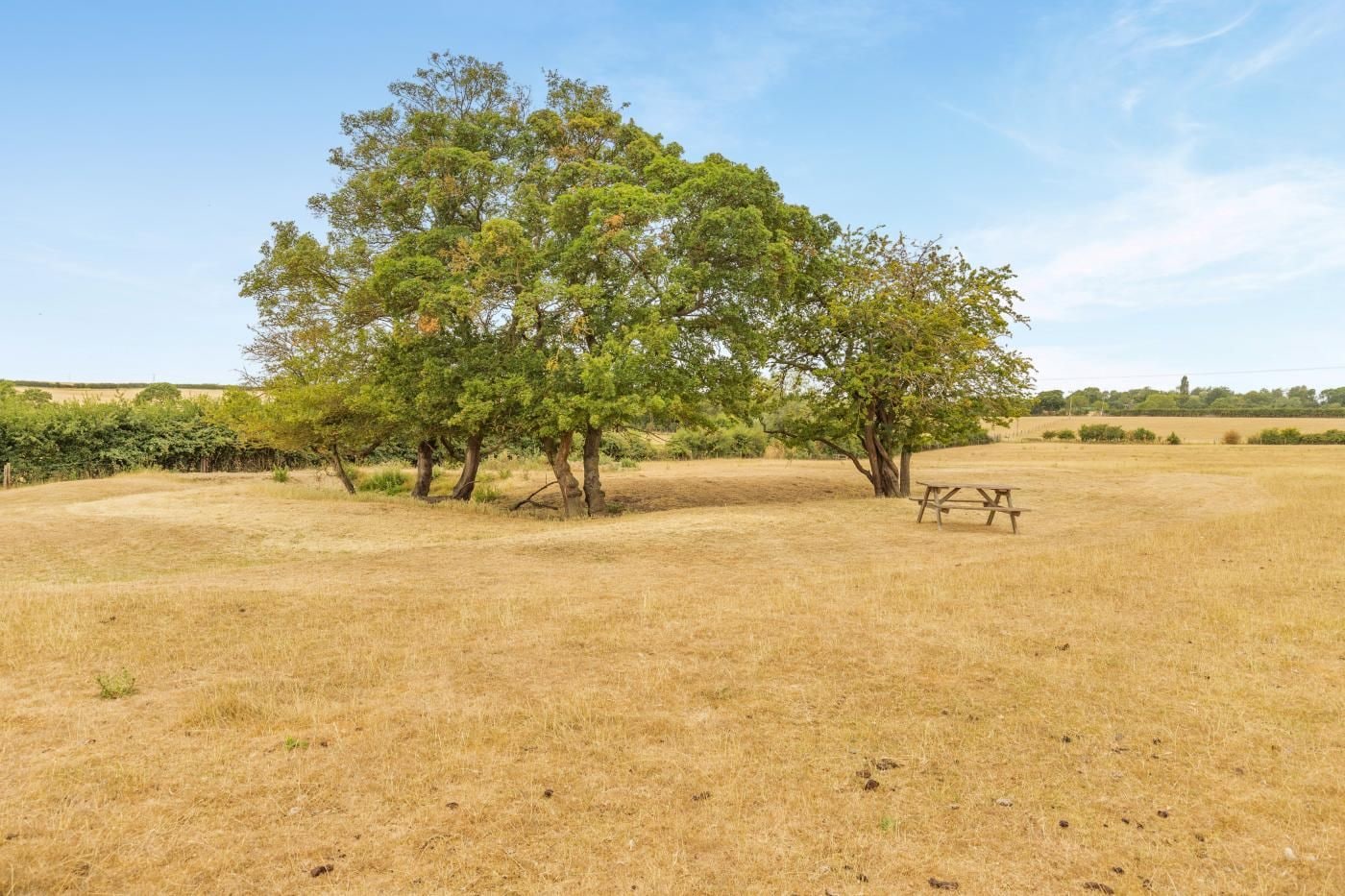 A dry grass field with a picnic table and a large tree.